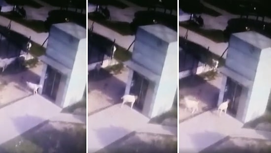 Kendi Yansımasına Kafa Atarak Metronun Asansör Camını Kıran Keçi