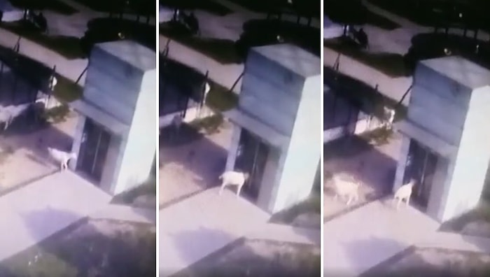 Kendi Yansımasına Kafa Atarak Metronun Asansör Camını Kıran Keçi