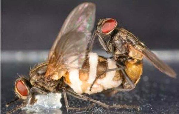 8. Dişi kara sineklere bulaşan bir mantar türü, sineğin sinir sistemini ele geçirerek ölmesine neden olur. Sinek öldükten sonra bu mantarlar erkek sineklerin, ölmüş sinekle çiftleşmesi için bir çeşit kimyasal salgılar.