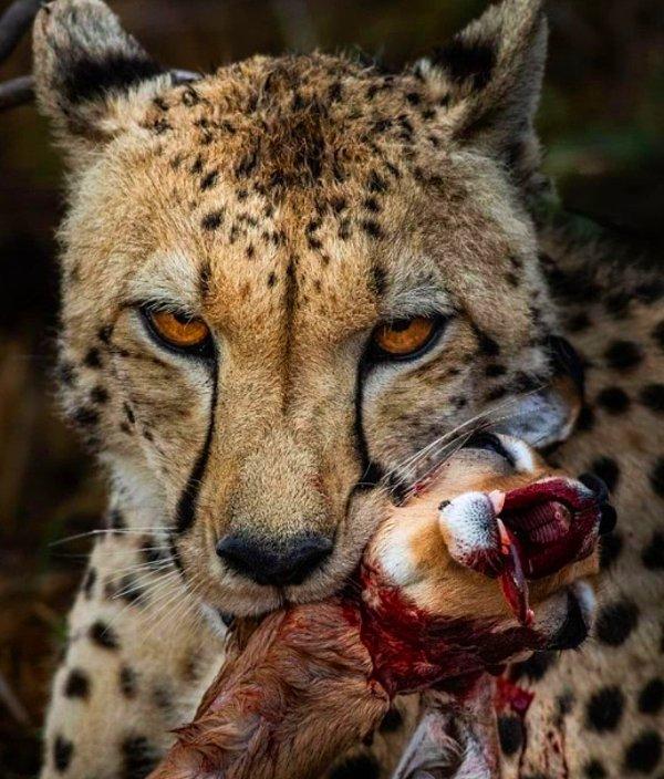 1. Bir ceylanı gözünü bile kırpmadan yiyen çita: