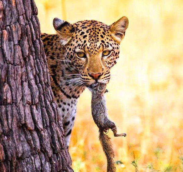 4. Daha azına razı gelip sincap avlamak zorunda kalan bir leopar: