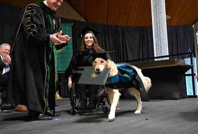11. 5 yıllık serüvenin ardından sahibiyle birlikte emekleri için mezuniyet belgesi alan rehber köpek.
