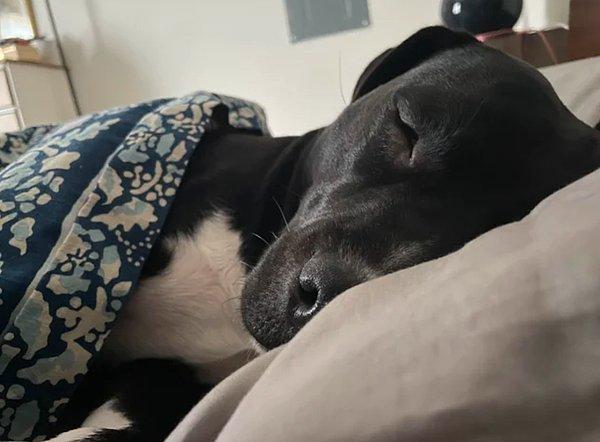 Bir köpek yatacağı yeri tırmaladığında, tıpkı sizin uyumadan önce yastıklarınızı kabarttığınız gibi daha rahat bir yer hazırlamaya çalışıyor olabilir.