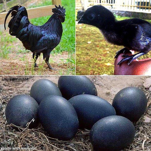 14. Ayam Cemani, Endonezya'da yetişen ve tüm dünyada son derecede nadir bulunan bir tavuk türüdür. Baskın pigmentasyon geni nedeniyle bu tavukların iç organları ve yumurtladığı yumurtalar dahil her parçaları tamamen siyahtır.