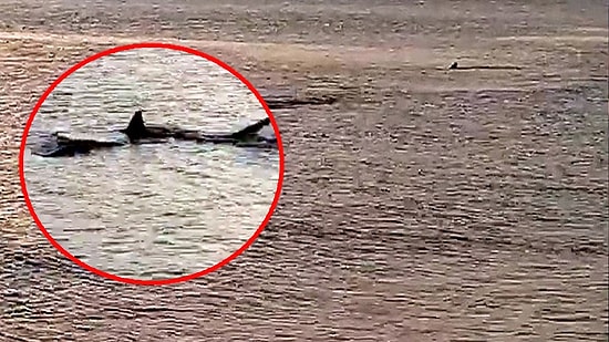 Muğla'da Kıyıya 3 Metre Mesafede Köpek Balıkları Görüntülendi