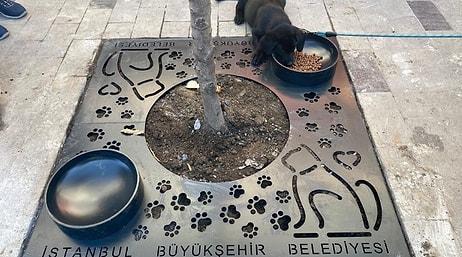 İBB'den Sokak Hayvanları İçin Yeni Uygulama: 'İstanbul'a Yayalım mı?'