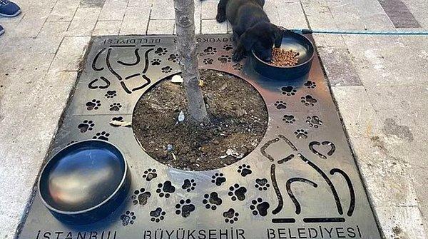 3. İstanbul Büyükşehir Belediyesi sokak hayvanlarının beslenmesi için yeni bir uygulama başlattı. Açıklanan uygulama sonrası sosyal medyadan farklı görüşler paylaşıldı.