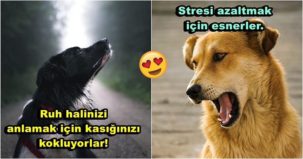 Sadık Dostlarımız Köpekler Hakkında Bilmemiz Gerekenleri Anlatan TikTok Fenomeninden 29 İlginç Gerçek