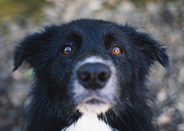 14. Bir köpek mutluyken gözleri normal ve mülayim bakar. Bakışları rahattır ve sık sık göz kırparlar.