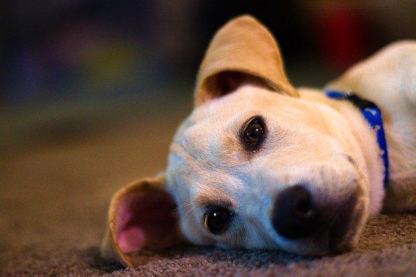 24. Araştırmacılar, tüm köpeklerin rüya gördüğünü söylüyor. Ancak yavru ve yaşlı köpekler, normal yetişkin köpeklerden daha sık rüya görüyor.