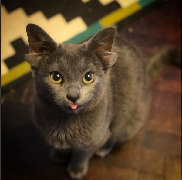 В целом, Мидас ничем не отличается от других котят его возраста.