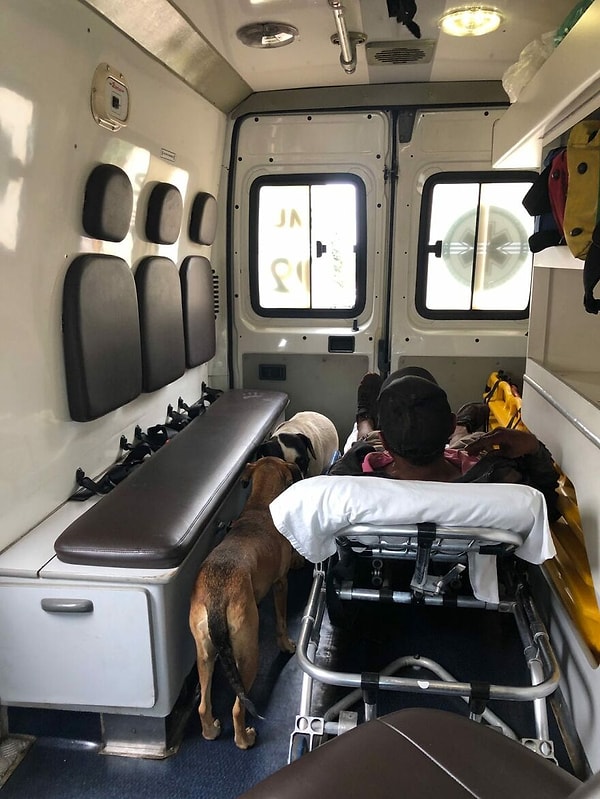 У персонала скорой помощи не было выбора, кроме как взять с собой домашних животных, так как они боялись, что те побегут за машиной и получат травмы.