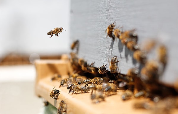 3. Всякий раз, когда пчела находит источник алкоголя, будь то плохой фрукт или чей-то напиток, она может напиться. И если она решит вернутся в улей, пчелы не впустят ее, пока она не протрезвеет