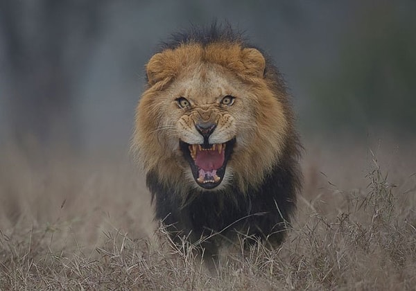 9. Фотограф чуть не потерял жизнь, делая этот снимок