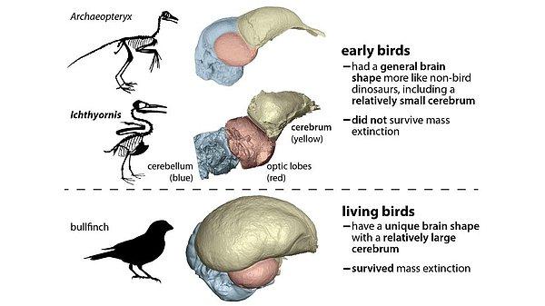 Günümüzde yaşayan kuşların beyinlerinin ön kısmı, diğer kısımlarına göre aşırı büyük.