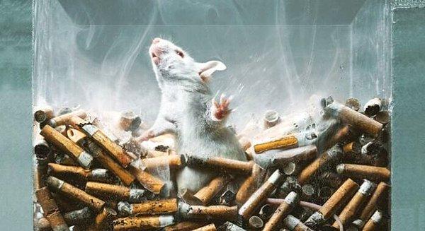 Çünkü sigaranın zararları zavallı hayvanlar üzerinde deneniyor. Tütün şirketleri bazı laboratuvarlar ile anlaşıyor ve tüm deneyler hayvanların üzerinde yapılıyor.