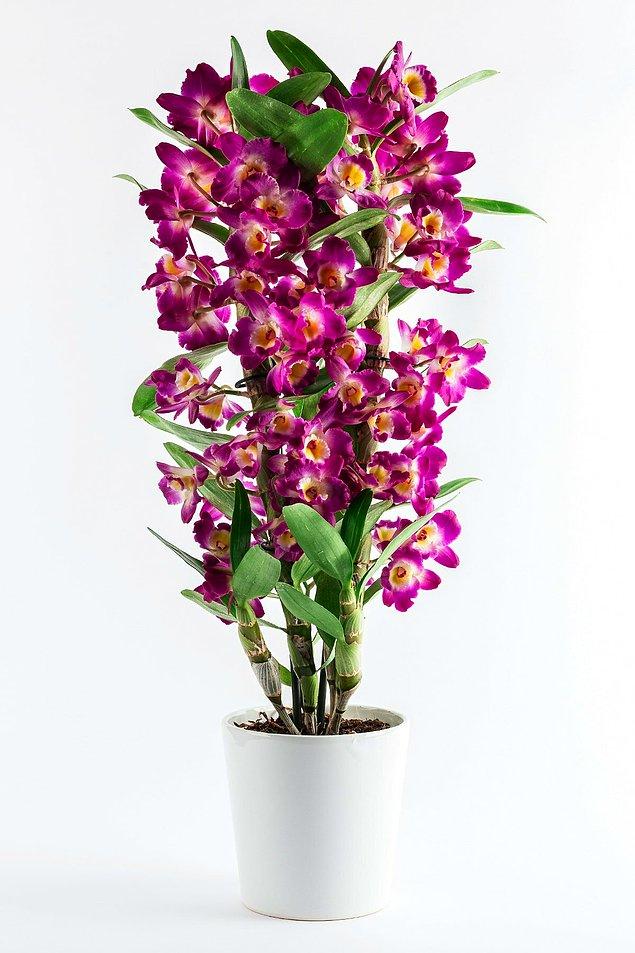 5. Orkide yaşam alanlarınızı özel kılacak göz alıcı bir çiçek...