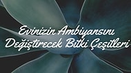 Evinizi Bir Aşk Bahçesine Dönüştürüp Harika Bir Ambiyans Yaratacak Ev Bitkileri