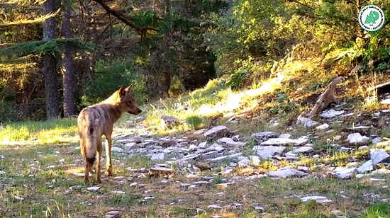 Doğa Koruma ve Milli Parklar Genel Müdürlüğü, Fotokapanlara Yansıyan Yaban Hayatı Görüntülerini Paylaştı