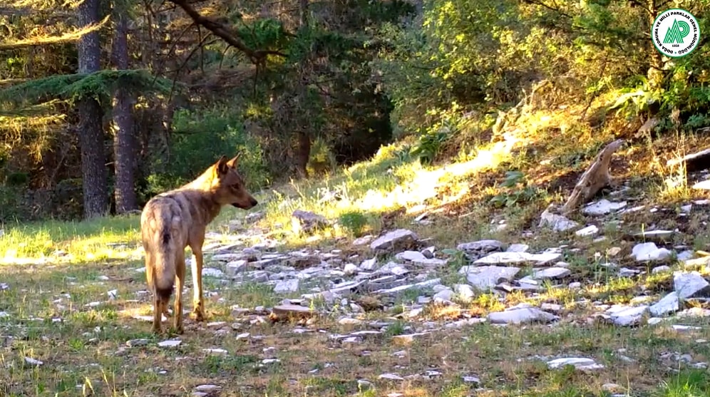 Doğa Koruma ve Milli Parklar Genel Müdürlüğü, Fotokapanlara Yansıyan Yaban Hayatı Görüntülerini Paylaştı