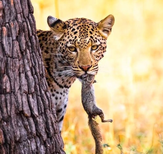 4. After many attempts, the leopard settles for a squirrel...