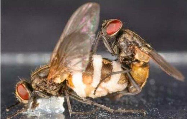 8. A type of fungus that infects female black flies, takes over the nervous system of the fly and causes it to die. After the fly dies, these fungi secrete a kind of chemical for the male flies to mate with the dead fly.😱