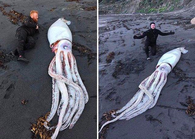 12. Alienish giant squid found in New Zealand.
