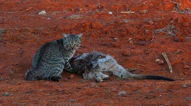 15. And finally, an Australian wildcat that hunts a kangaroo: