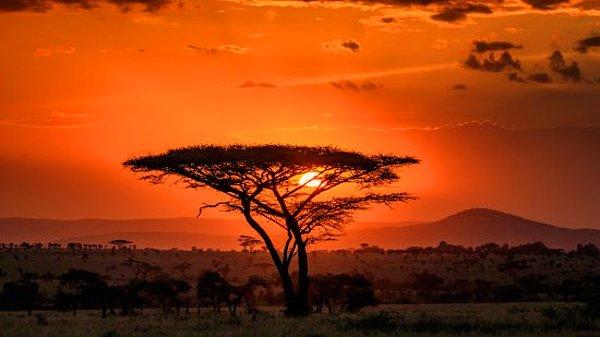 1. Serengeti - Tanzanya