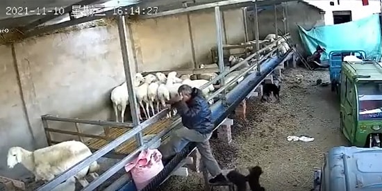 Oyun Delisi Yavru Köpeklerin Gazabına Uğrayan Adam İçin Acı, İzleyenler İçin Eğlenceli Düşme Anları