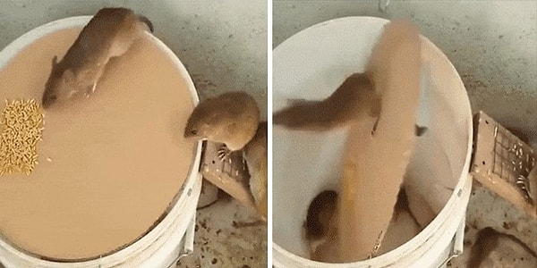 19. Гуманная мышеловка