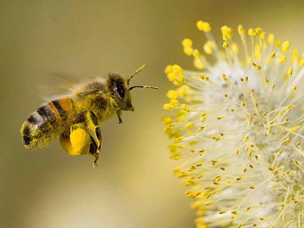 Arı Poleni Nasıl Kullanılır?