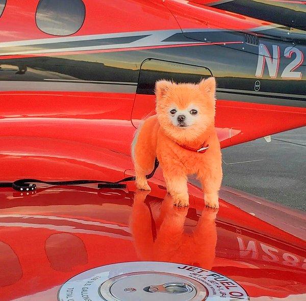 Anna'nın 949 bin takipçisi ile paylaşılan fotoğraflarda köpeğin turuncuya boyandığı açıkça görülebiliyor.