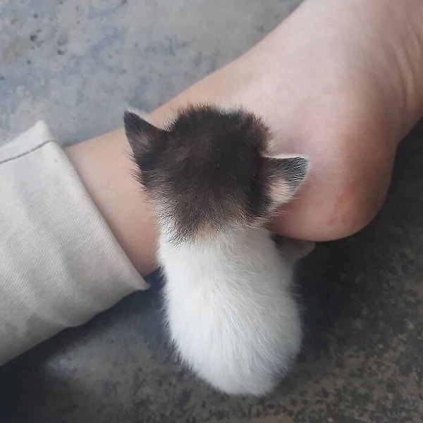 6. Пушистая гусеница