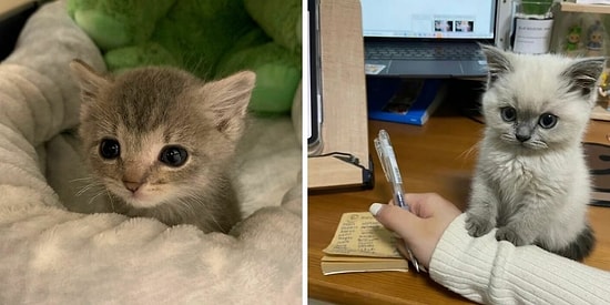 15 очаровательных фото котиков, которые нелегально милые и крохотные