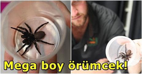 Avustralya'da Tek Isırığıyla İnsan Tırnağını Delebilen Bir Örümcek Türü Keşfedildi