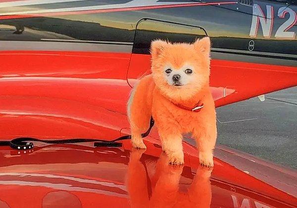 10. Bir markanın reklam çekimi için köpeğini parlak turuncu renge boyayan ünlü model Anna Stupak, yaptığı davranış nedeniyle ağır eleştiriler aldı.
