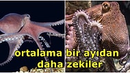 Sekiz Kollu Sihirbaz! Zeki Dostlarımız Ahtapotlar Hakkında Bilmeniz Gereken Birbirinden Enteresan Gerçekler