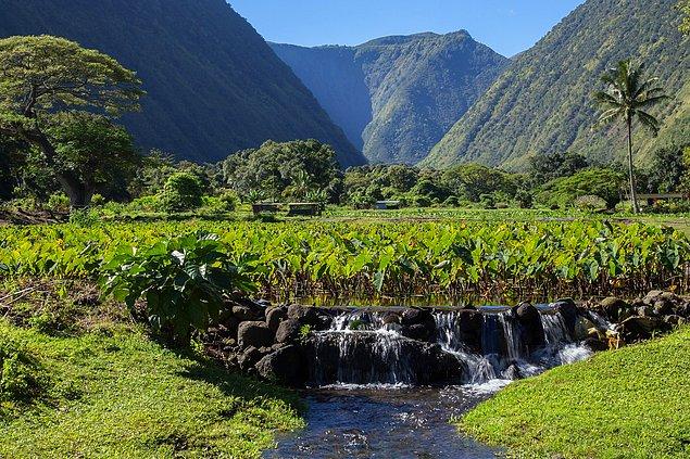 Hawaii'de Oahu Adası'ndaki Waipio yaşayan insanlar, adada yer alan dereye akan suyun çok kötü koktuğu gerekçesiyle yetkililere başvurdu.