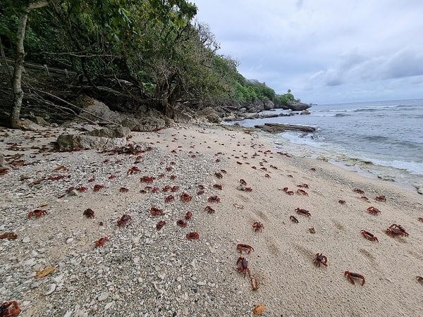 Ожидается, что в этом году к концу ноября крабы достигнут побережья острова, примерно в 8930 километрах от города Перт.