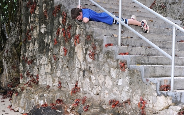 Специалисты считают, что в некоторых районах можно увидеть до 100 крабов на квадратный метр пляжа или скалы.