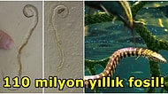 Dört Ayaklı Yılan Fosilinin Aslında 110 Milyon Yıl Önce Yaşamış Bir Canlı Olduğu Keşfedildi