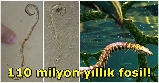 Dört Ayaklı Yılan Fosilinin Aslında 110 Milyon Yıl Önce Yaşamış Bir Canlı Olduğu Keşfedildi