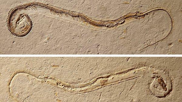 Araştırmacılar söz konusu fosili 4 ayaklı bir yılan olarak tanımlasa da bu fosilin aslında farklı bir canlı olduğu keşfedildi.