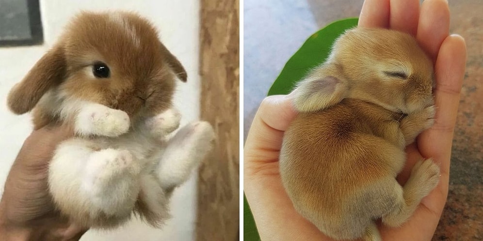15 очаровательных кроликов, которые способны забрать славу кошек в интернете