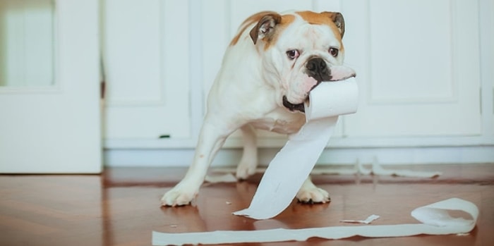 Köpeklere Tuvalet Eğitimi Nasıl Verilir? Yavru Köpek Tuvalet Eğitimine Dair Bilinmesi Gerekenler...