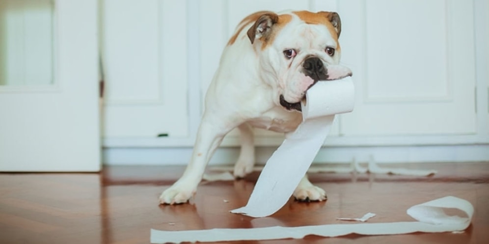 Köpeklere Tuvalet Eğitimi Nasıl Verilir? Yavru Köpek Tuvalet Eğitimine Dair Bilinmesi Gerekenler...