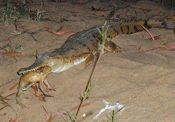 8. Fotoğrafta gördüğünüz bu Avustralya tatlı su timsahı zehirli bir kurbağayı yedikten sonra ölü bulunmuş!