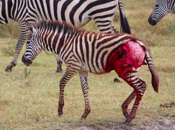 1. Ölmekten son anda kurtulan bir zebra: