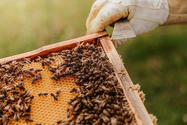 2. Soliter arılar, %95 oranında polenleşme ve döllenme yaparlar. Bal arılarının oranı ise %5'tir.